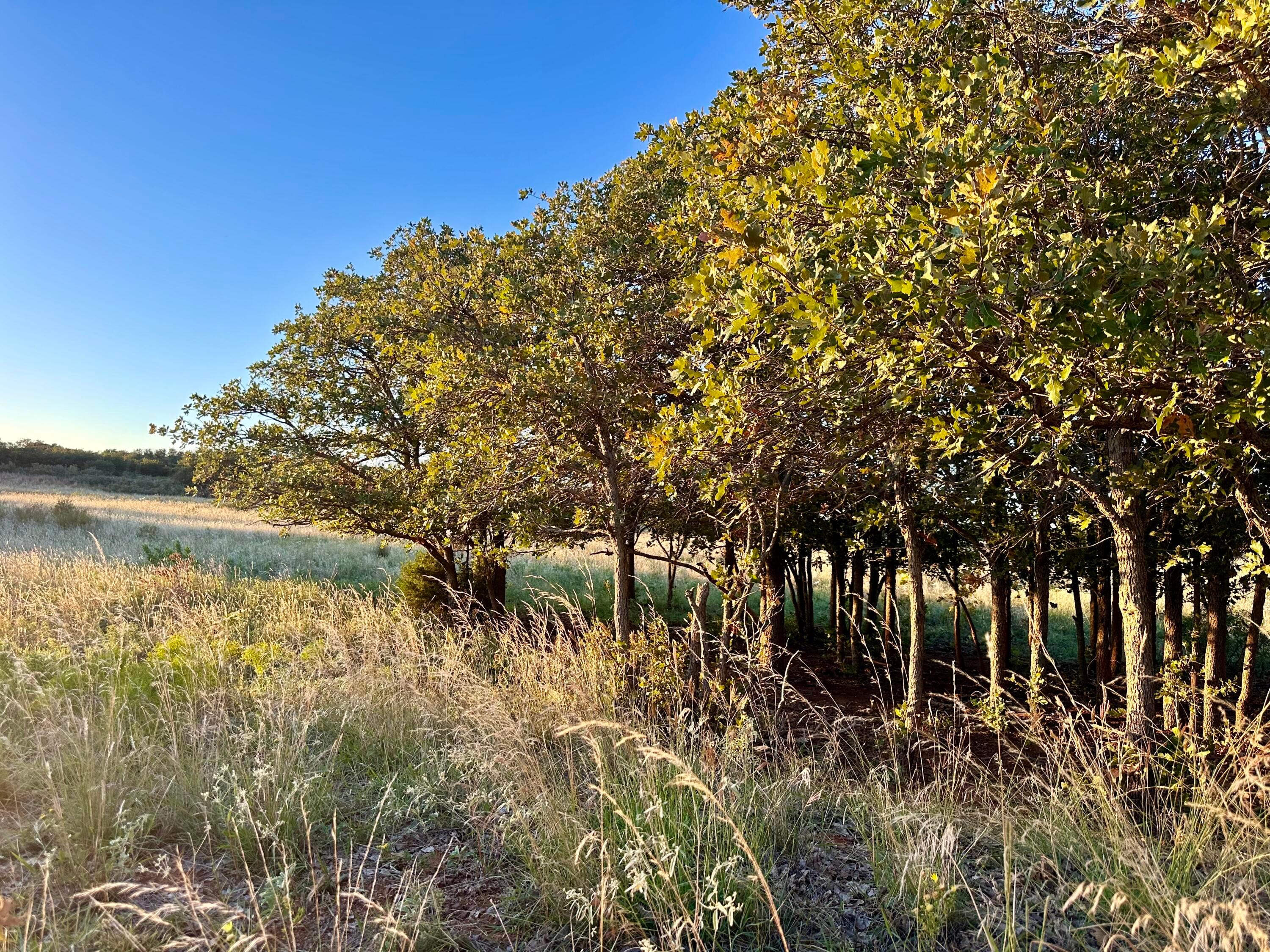 19 County Road 19 Wheeler, TX 79096 - Photo 57 of 57 a view of a large yard with lots of plants and trees