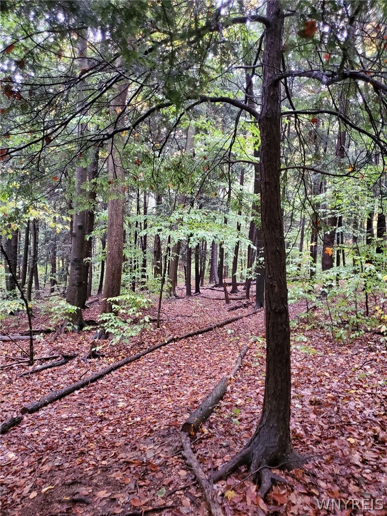 3816 Hardt Road Eden, NY 14057 - Photo 48 of 50 Woods