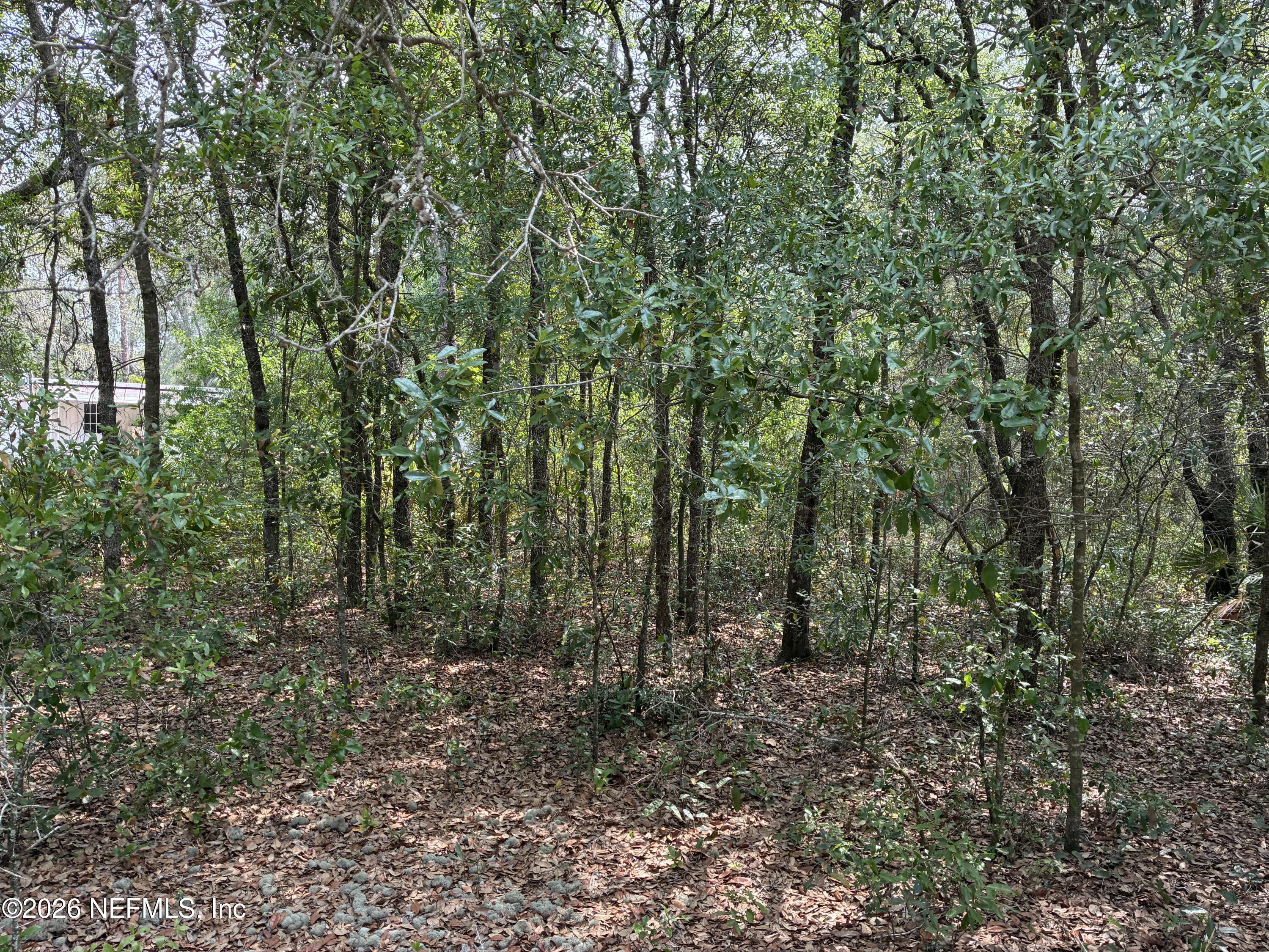 a view of a forest with trees in the background