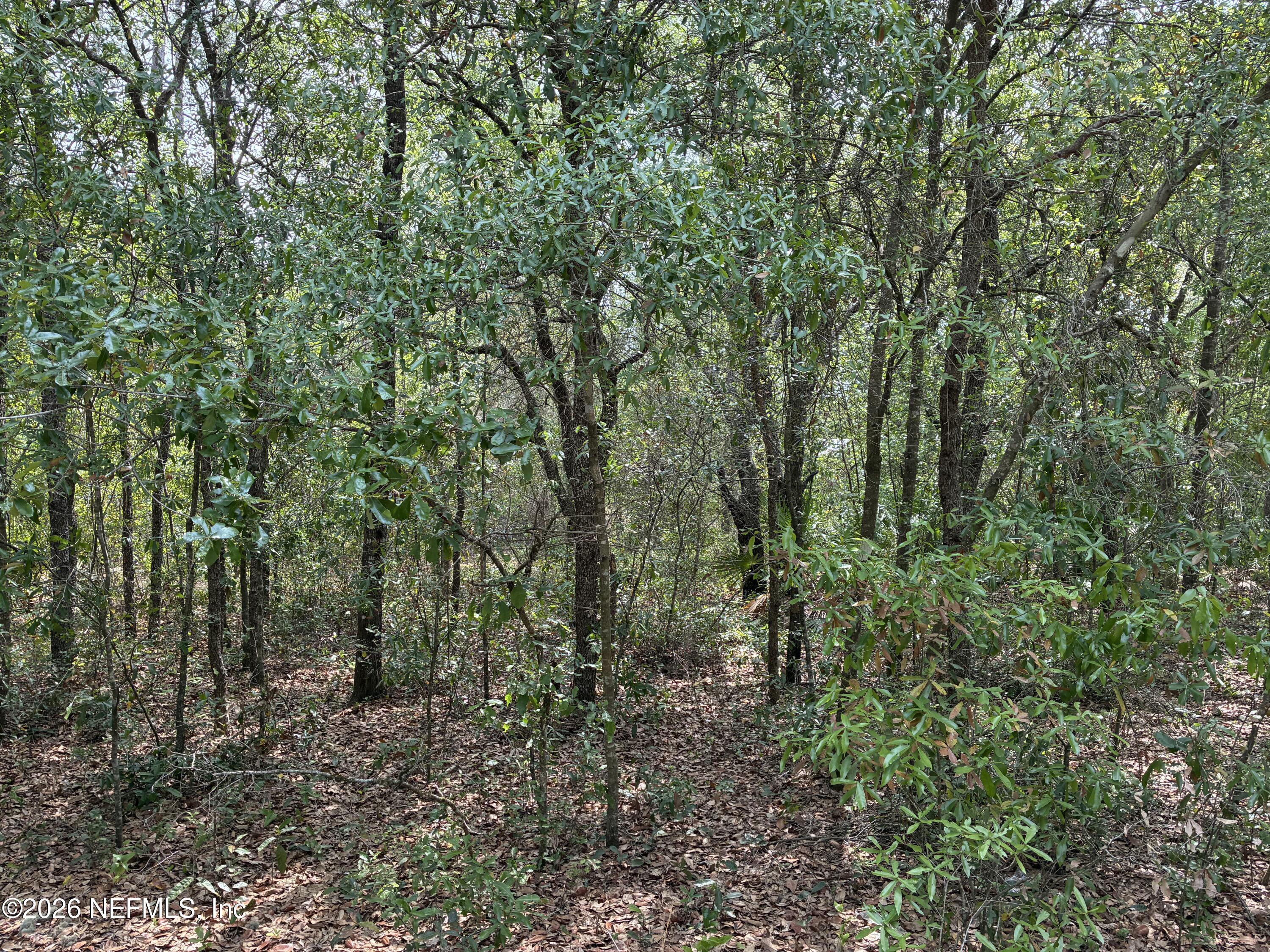 176 Maple Lane Interlachen, FL 32148 - Photo 2 of 7 a view of a forest with lots of trees