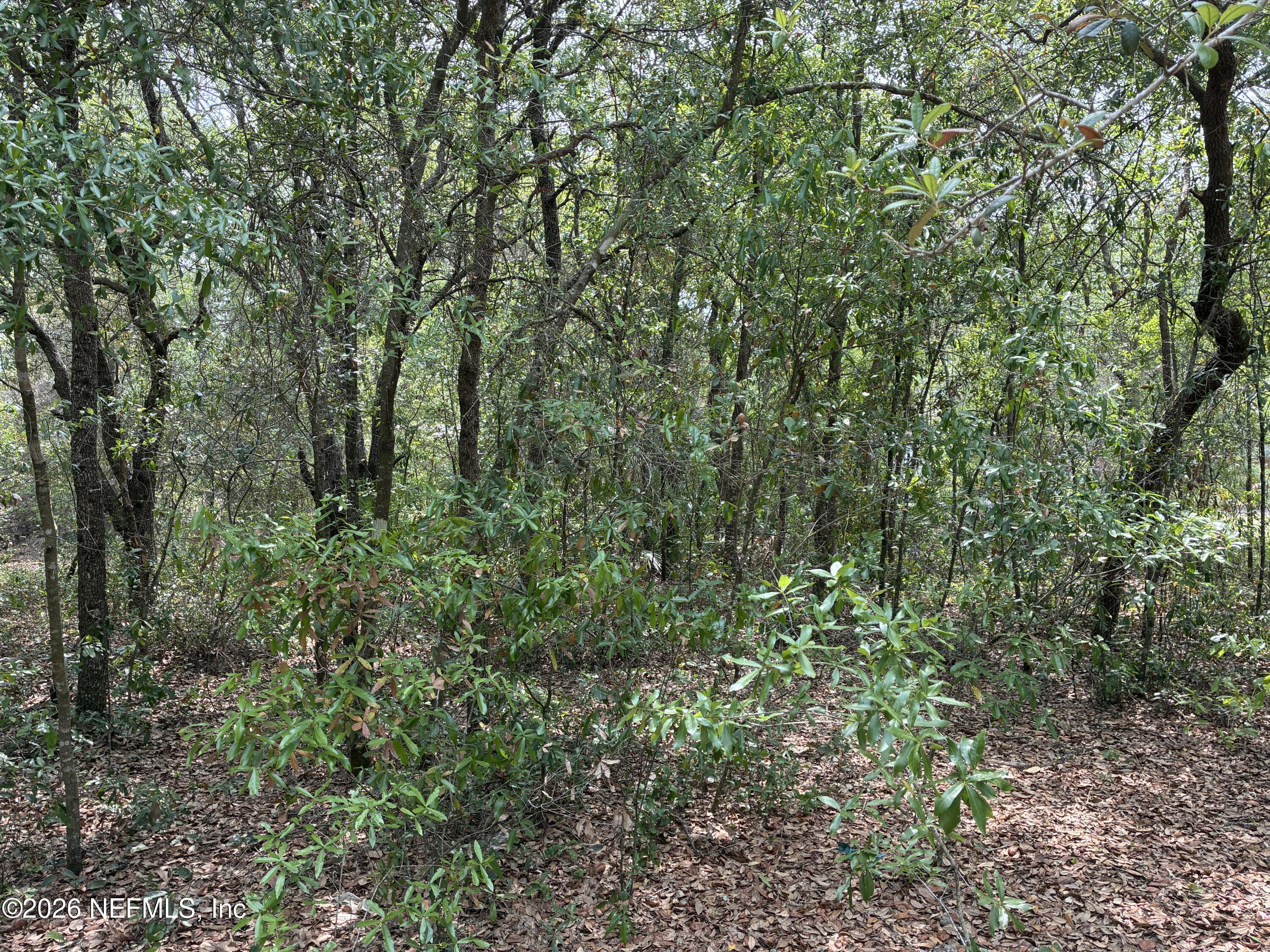 176 Maple Lane Interlachen, FL 32148 - Photo 3 of 7 a view of a lush green forest