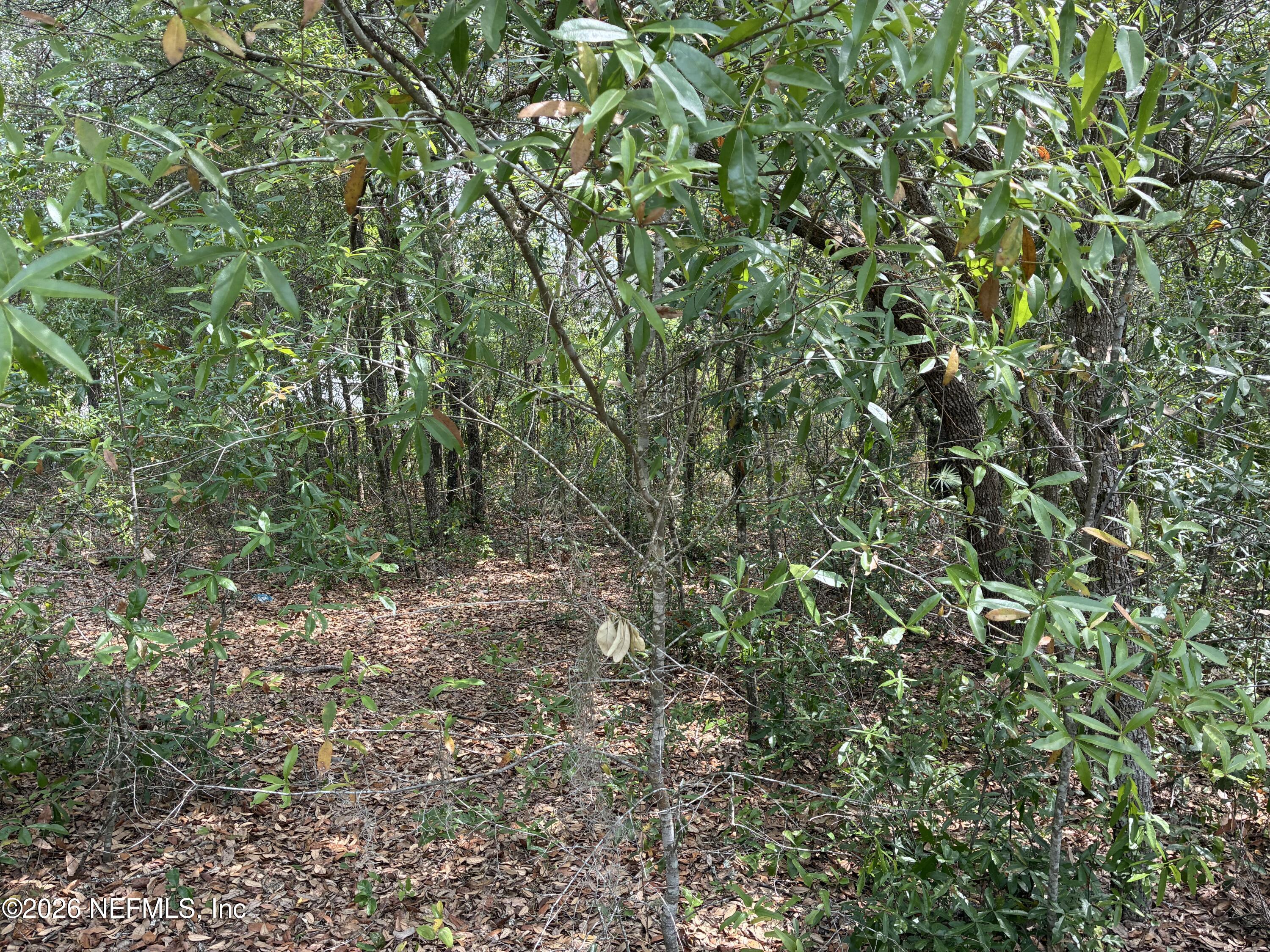 176 Maple Lane Interlachen, FL 32148 - Photo 4 of 7 a view of a yard with a tree