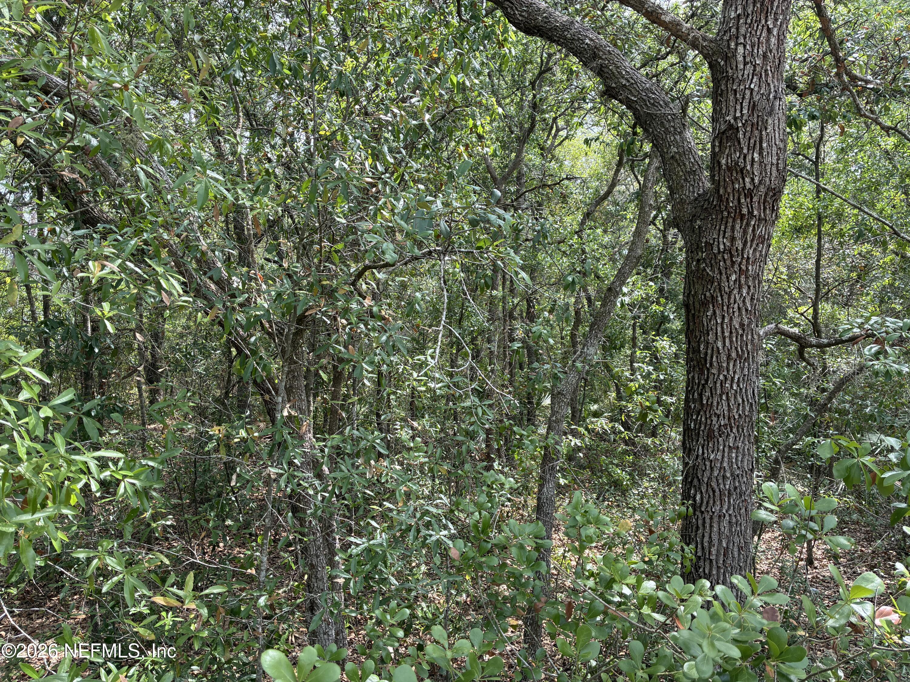176 Maple Lane Interlachen, FL 32148 - Photo 5 of 7 a view of a lush green forest