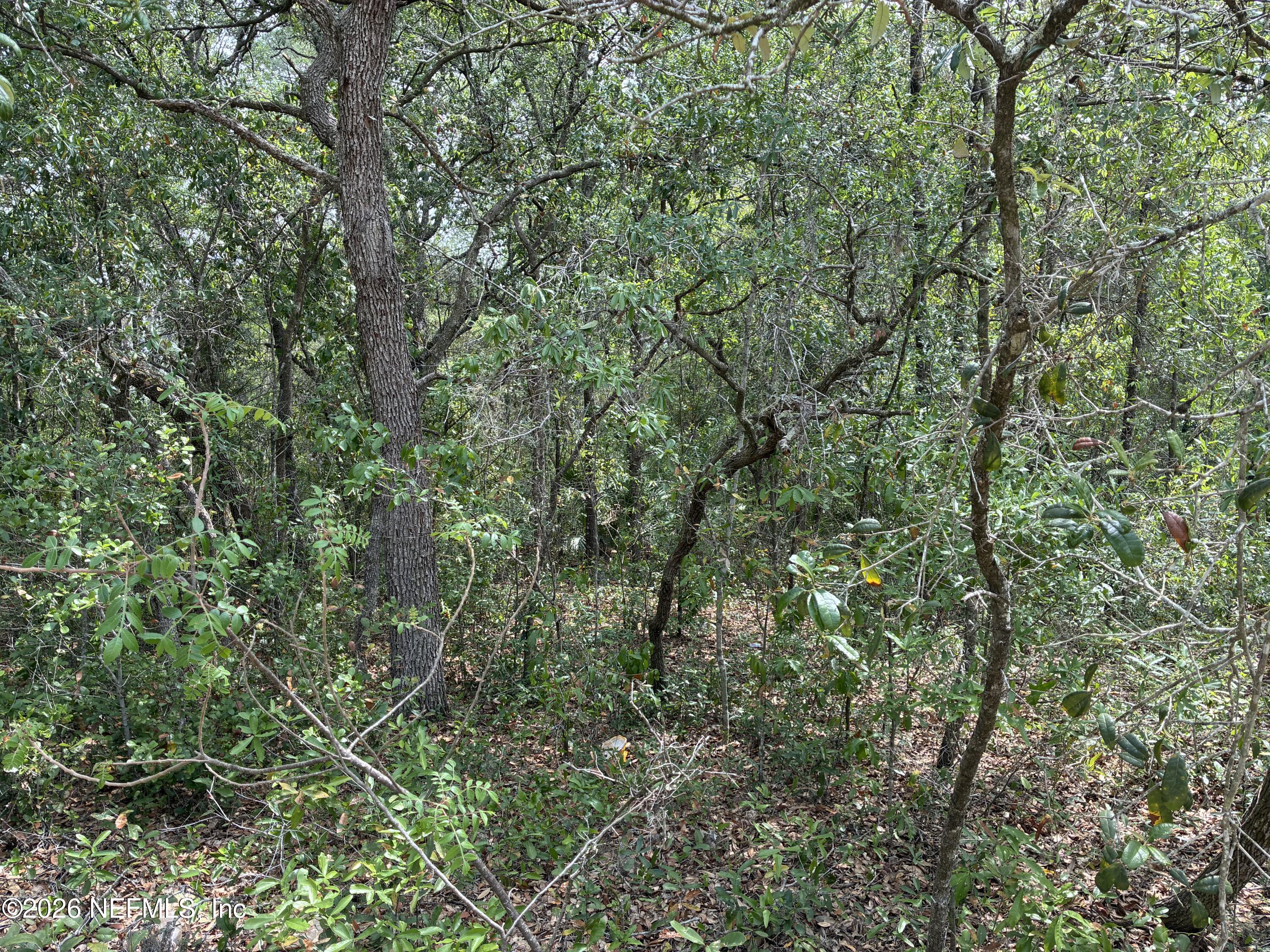 176 Maple Lane Interlachen, FL 32148 - Photo 6 of 7 a view of a lush green forest