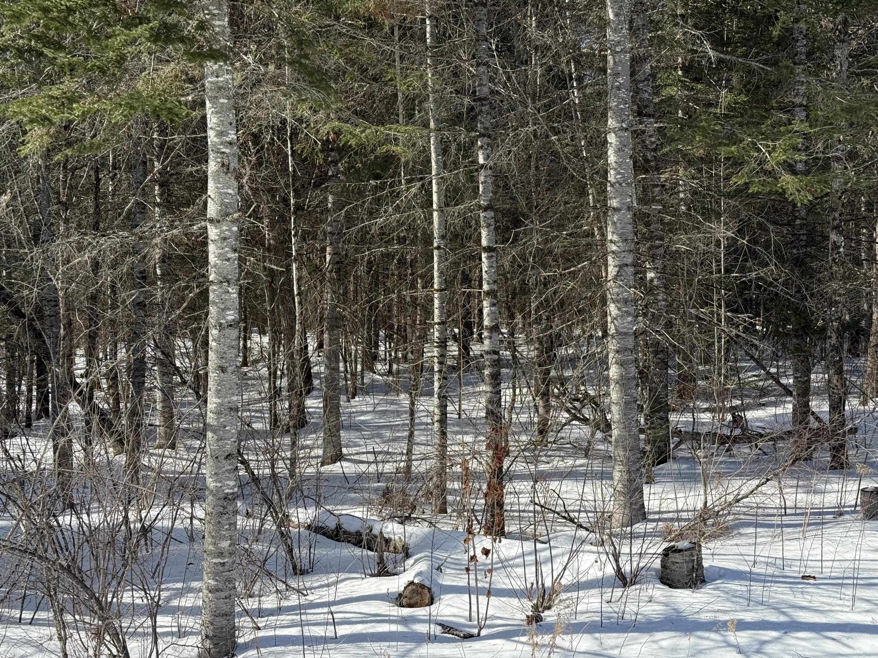 0 Skedgell Road Orient, ME 04471 - Photo 6 of 6 IMG_9093