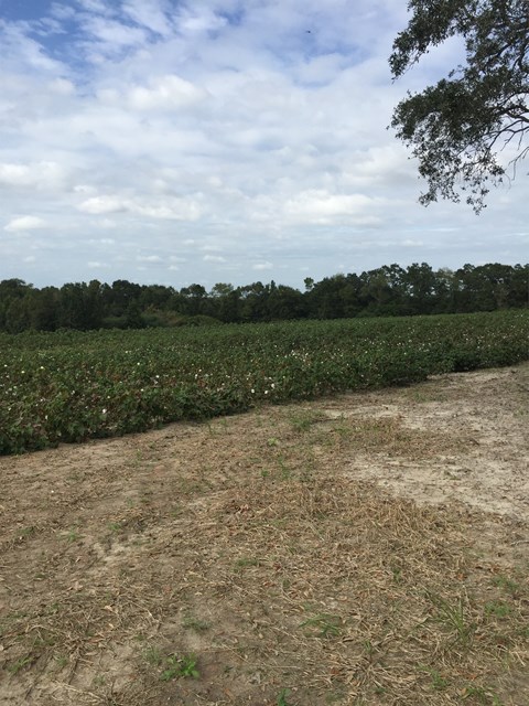 0 Southwest Dean Road Slocomb, AL 36375 - Photo 1 of 1