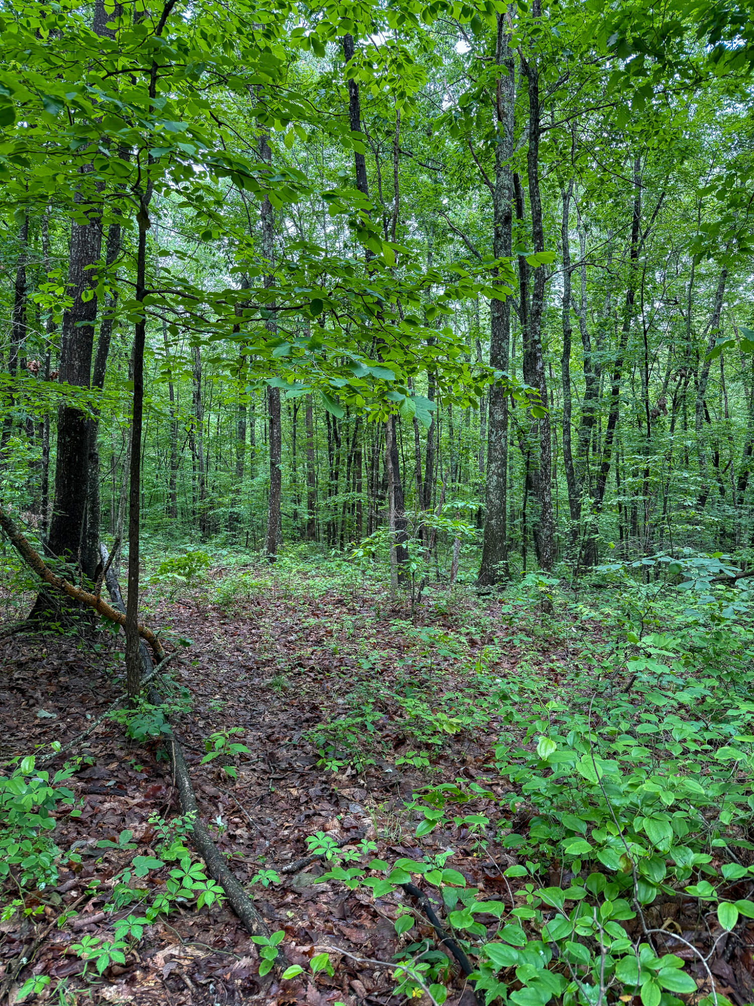 0 Cooper Ridge Road Wallingford, KY 41093 - Photo 13 of 16 Heavily wooded lot with mature trees and lush undergrowth