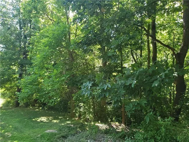 a view of a lush green forest