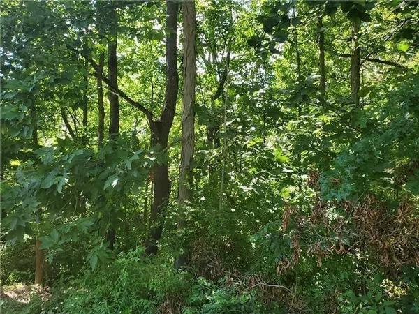 a view of a lush green forest
