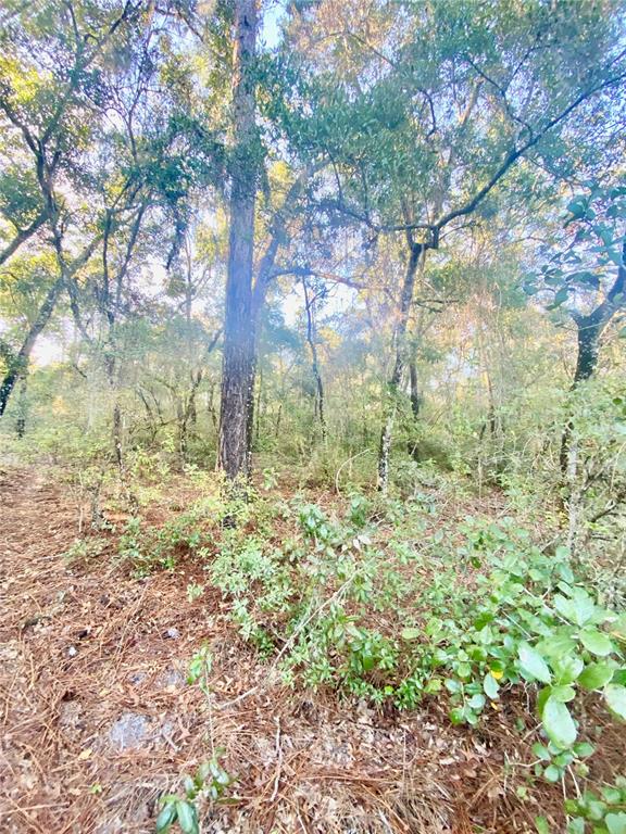 3986 South Pelican Avenue Inverness, FL 34450 - Photo 2 of 10