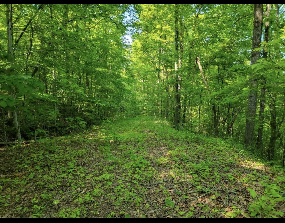 a view of a lush green forest