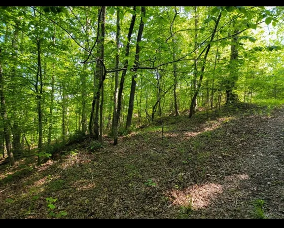 a view of outdoor space and trees