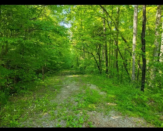 a view of lush green forest
