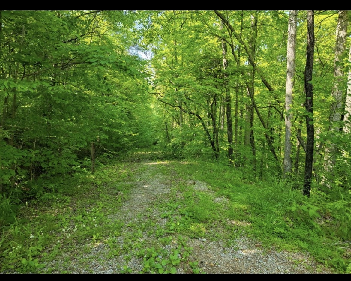 0 Shetland Trace Sparta, TN 38583 - Photo 4 of 8 a view of lush green forest