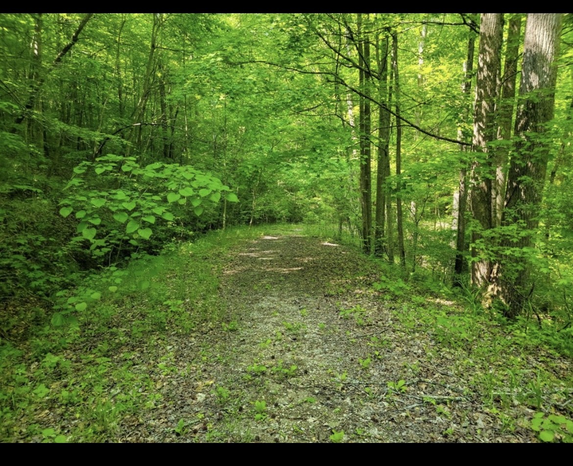 0 Shetland Trace Sparta, TN 38583 - Photo 5 of 8 a view of a lush green space