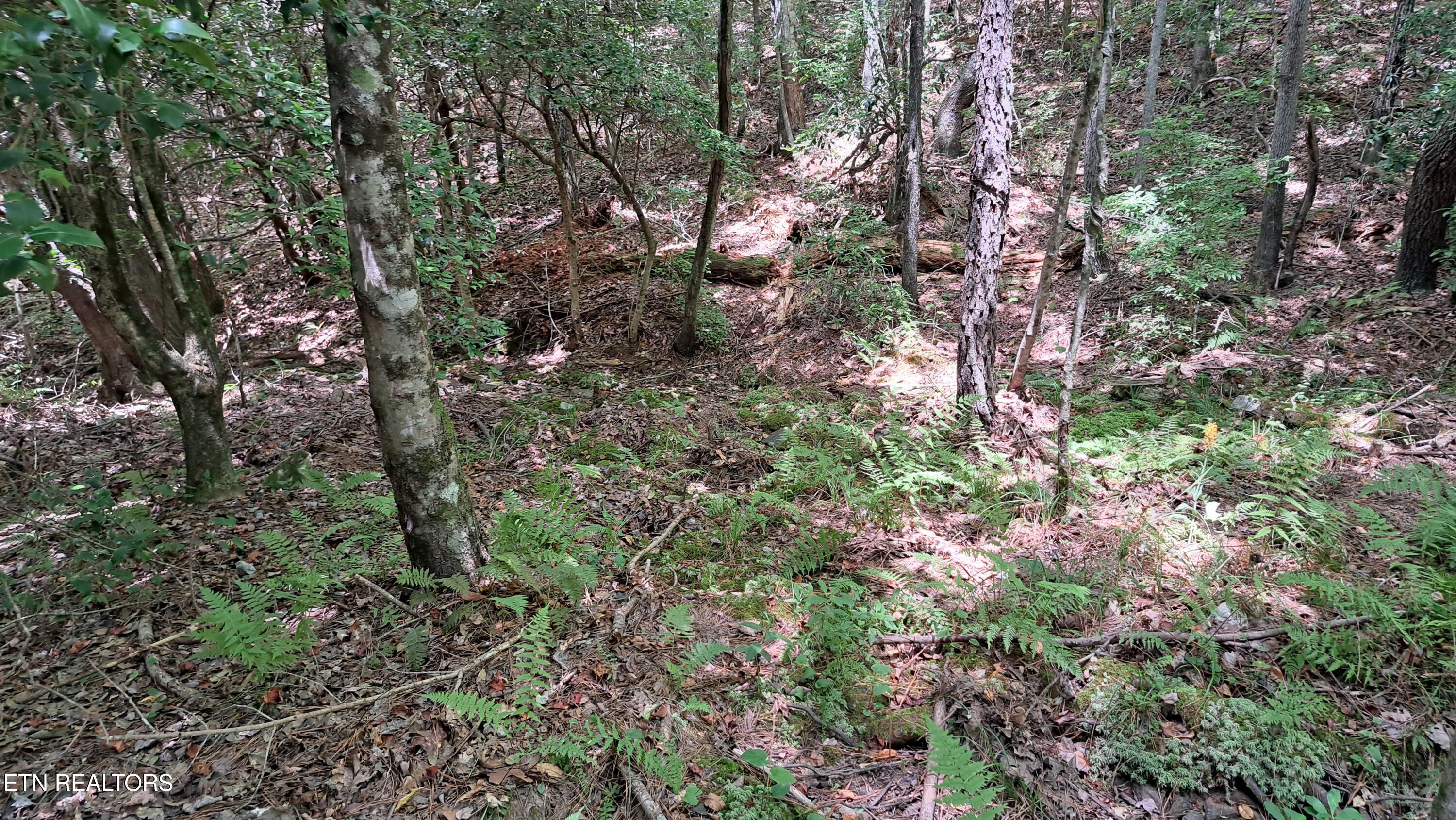 Airport Road Rockwood, TN 37854 - Photo 2 of 10 20240814_123042