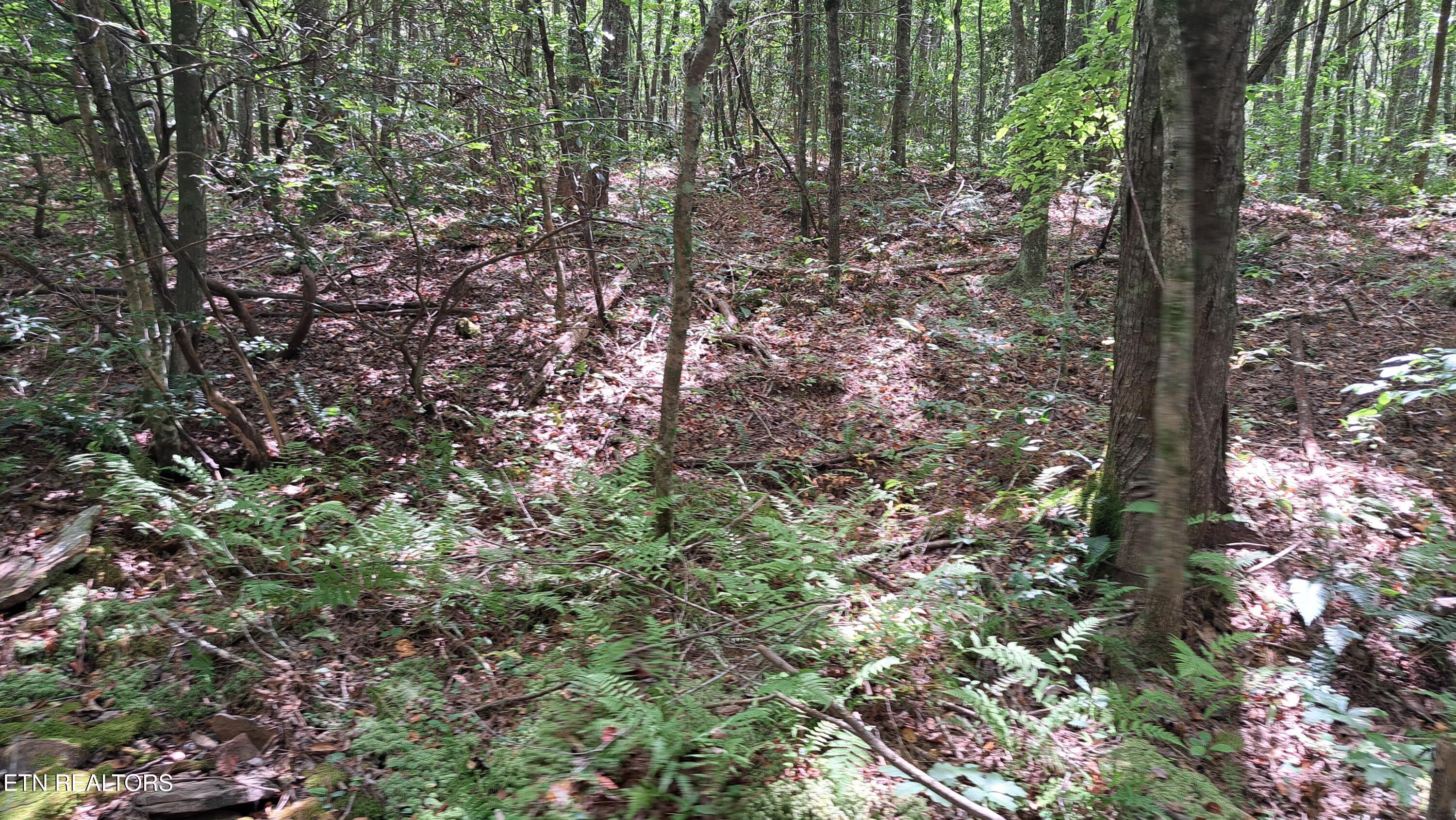 Airport Road Rockwood, TN 37854 - Photo 3 of 10 20240814_123046