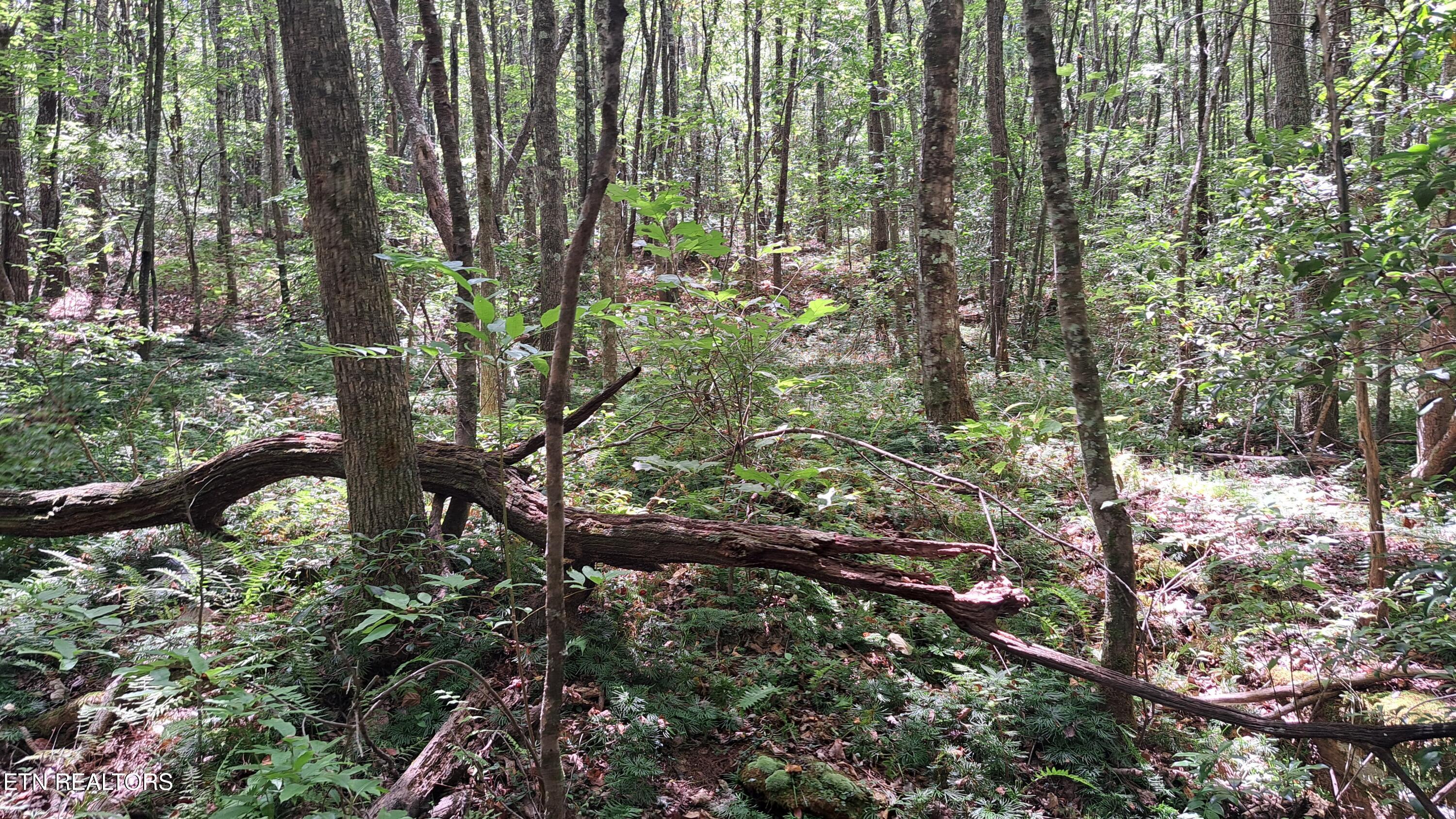 Airport Road Rockwood, TN 37854 - Photo 6 of 10 20240814_123301