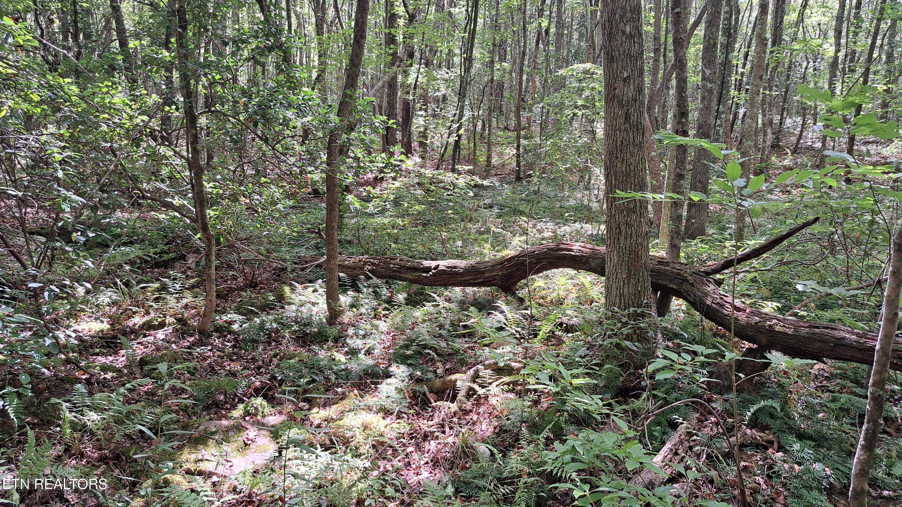 Airport Road Rockwood, TN 37854 - Photo 7 of 10 20240814_123304