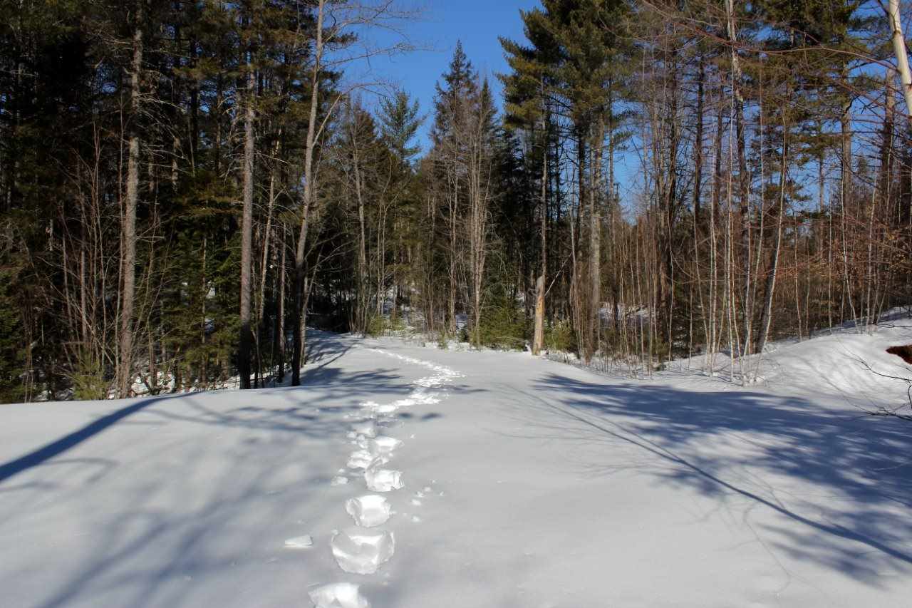0 Haley Town Road Brownfield, ME 04010 - Photo 8 of 8 Gallery Image 8