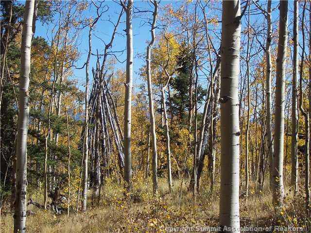 63 Osprey Road Como, CO 80432 - Photo 15 of 19 a view of a yard with plants and trees