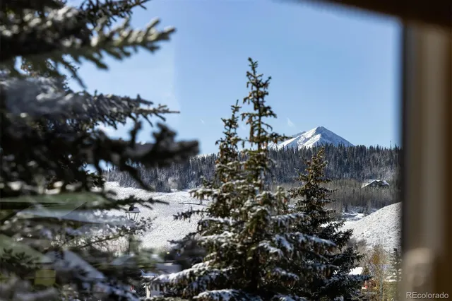 a view of a tree in a yard