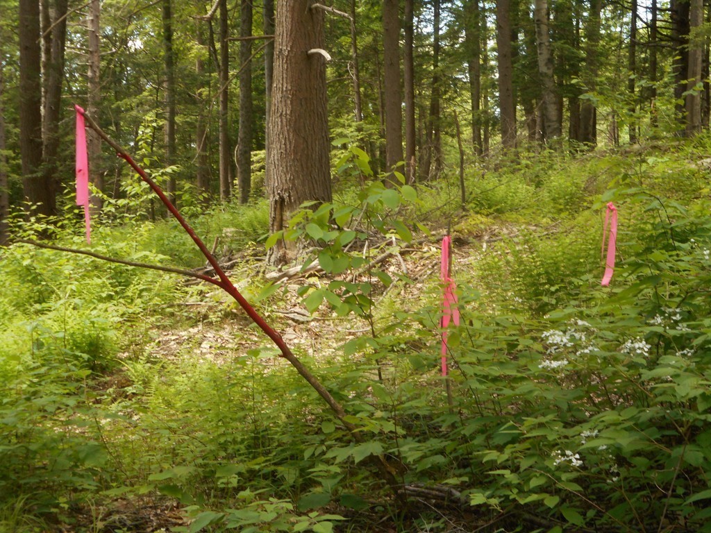 Lot B County Road Huntington, MA 01050 - Photo 5 of 15