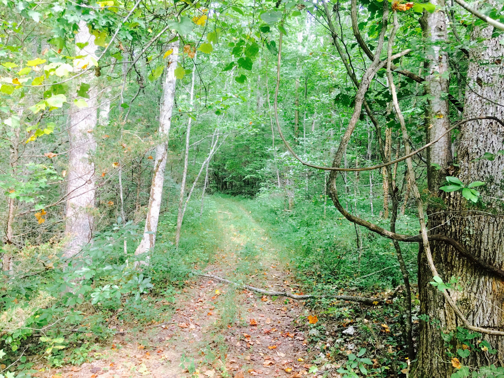 0 Short Creek Road Dellrose, TN 38453 - Photo 2 of 3 a view of a yard with a tree