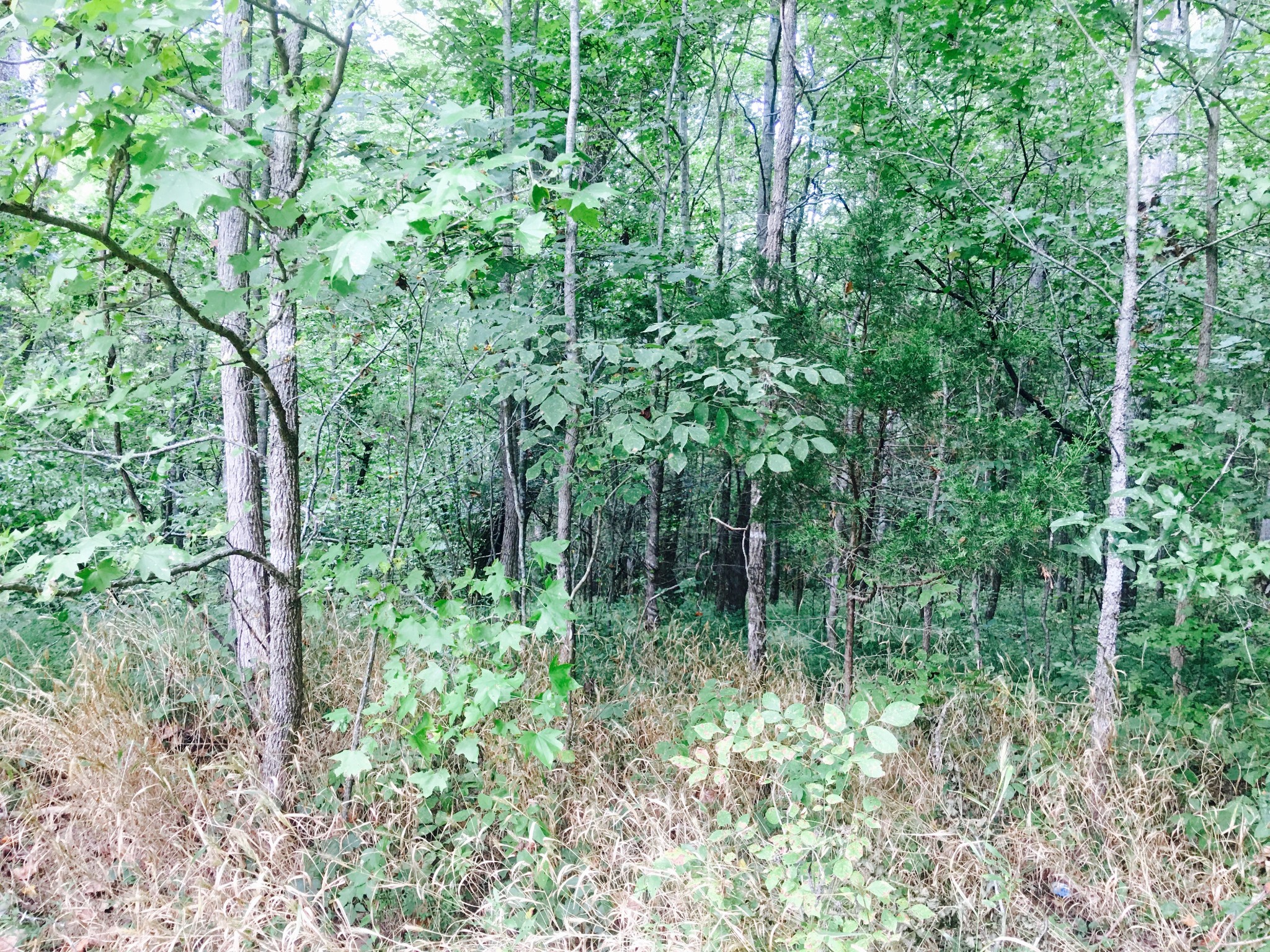 0 Short Creek Road Dellrose, TN 38453 - Photo 3 of 3 a view of outdoor space and green space