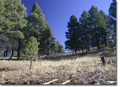 890 Homestead Road Flagstaff, AZ 86005 - Photo 6 of 8 Additional Photo