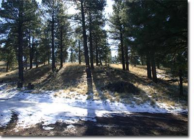 890 Homestead Road Flagstaff, AZ 86005 - Photo 8 of 8 Additional Photo