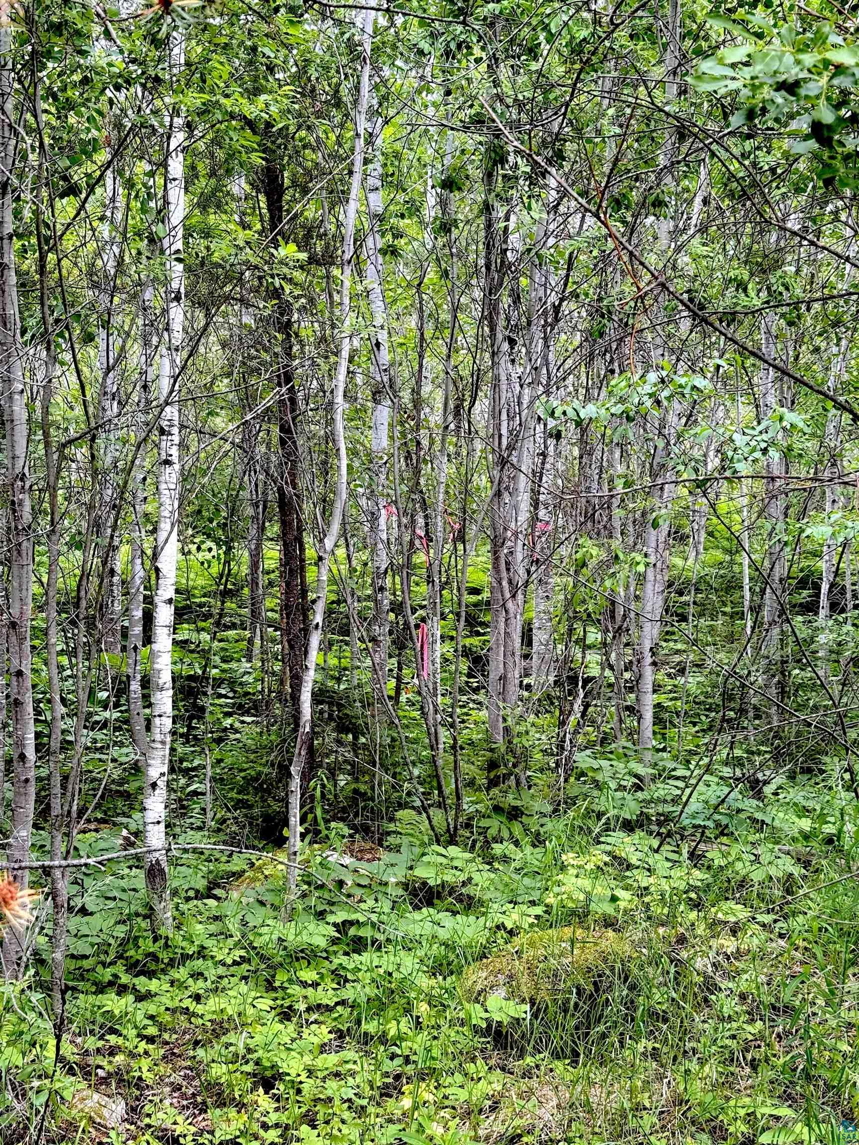 Tbd Onagon Lake Road Grand Marais, MN 55604 - Photo 10 of 14