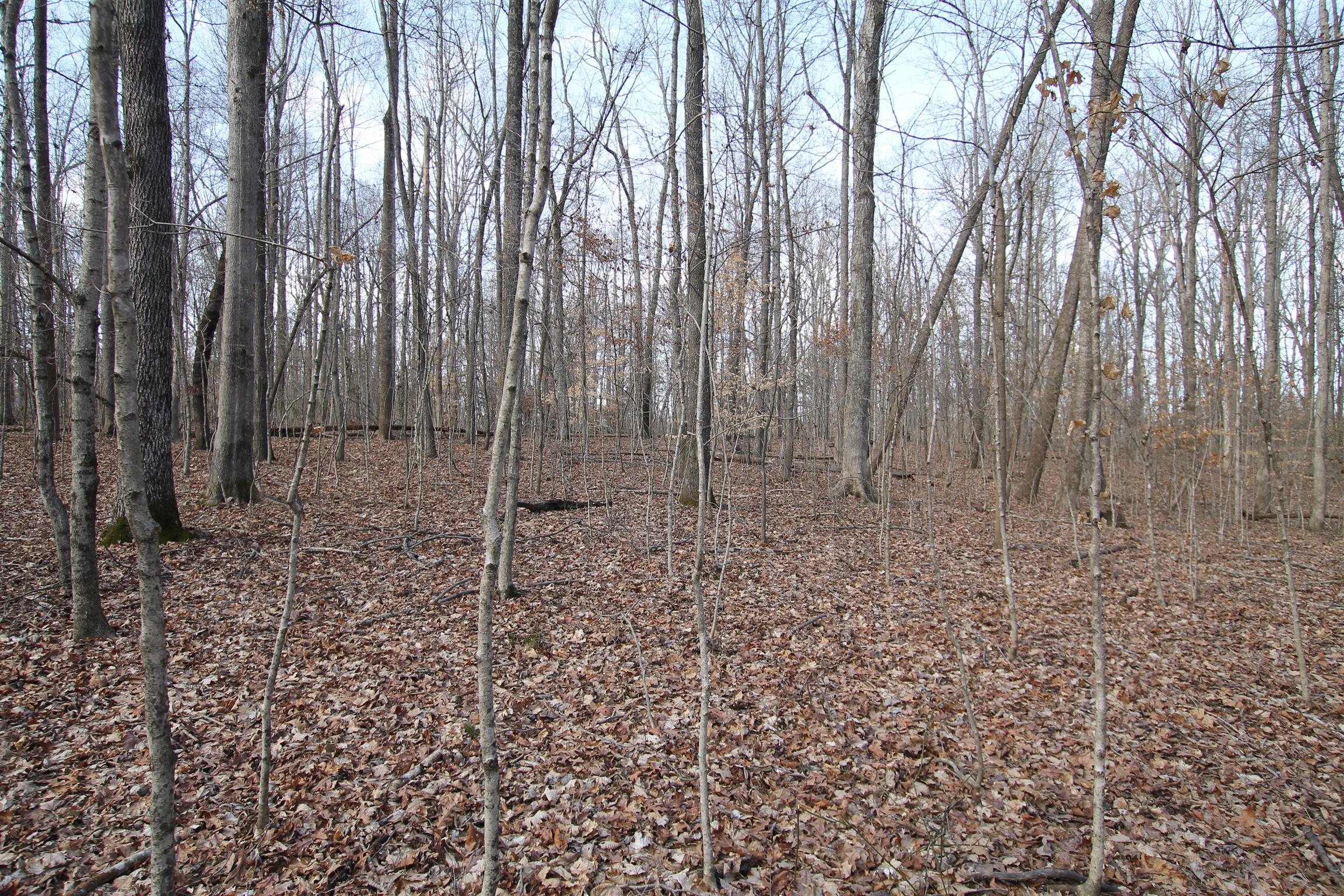 3070 York Road Pleasant View, TN 37146 - Photo 12 of 19 a view of a backyard