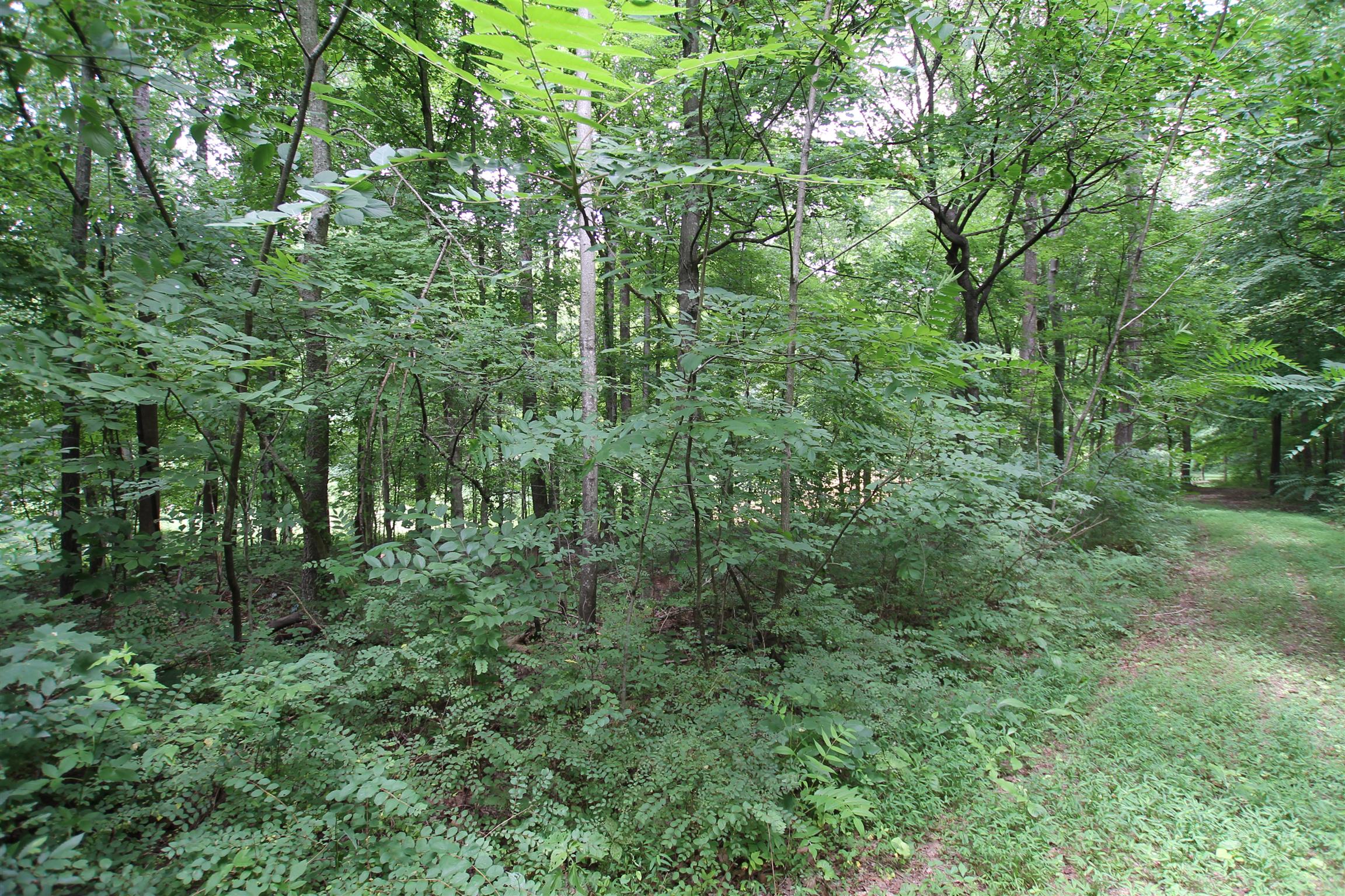 3070 York Road Pleasant View, TN 37146 - Photo 3 of 19 a view of a lush green forest