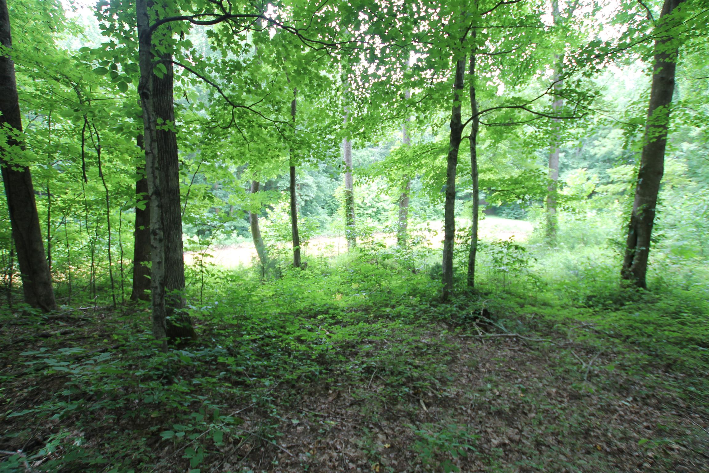 3070 York Road Pleasant View, TN 37146 - Photo 6 of 19 a view of a lush green forest