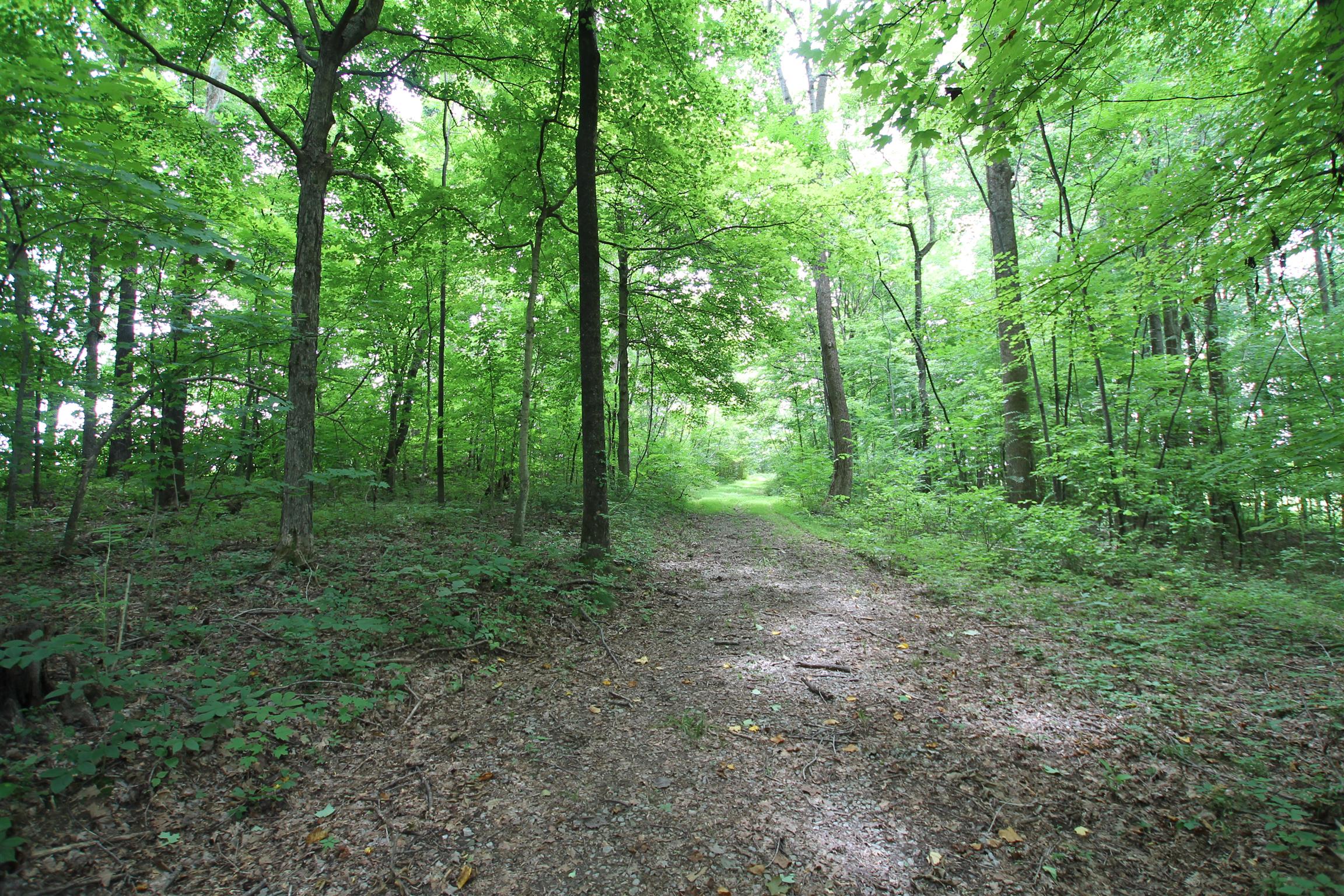 3070 York Road Pleasant View, TN 37146 - Photo 7 of 19 a view of a forest with trees in the background