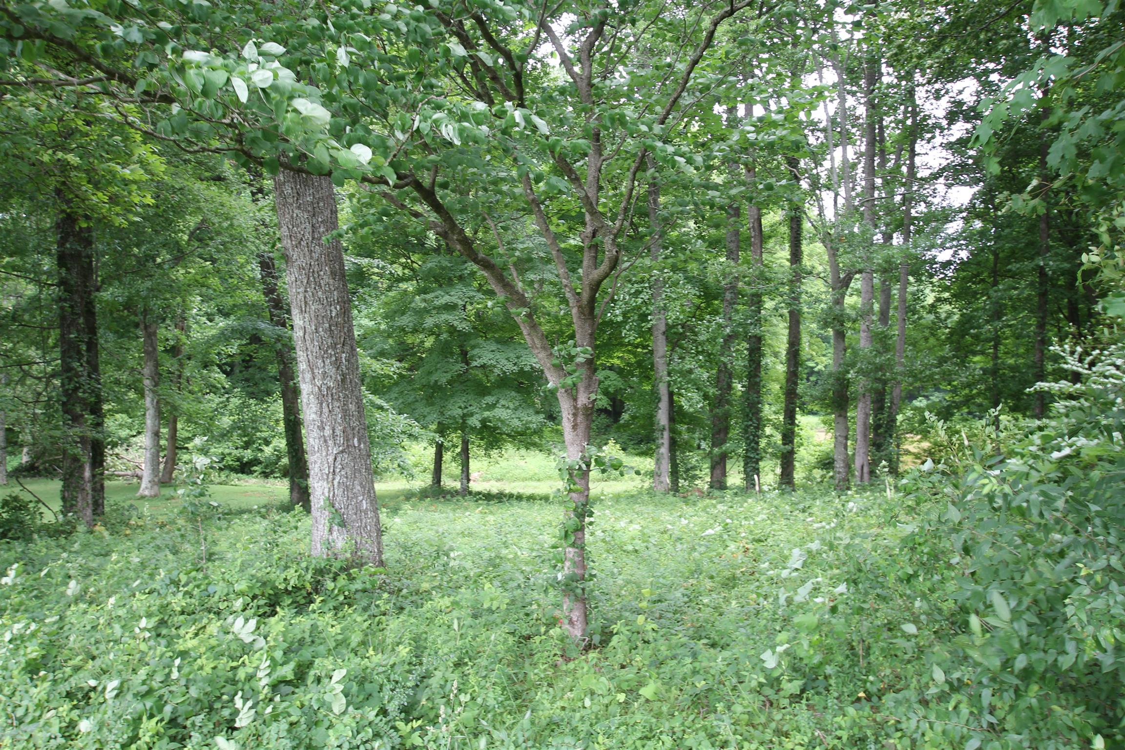3070 York Road Pleasant View, TN 37146 - Photo 8 of 19 a big yard with lots of green space and trees