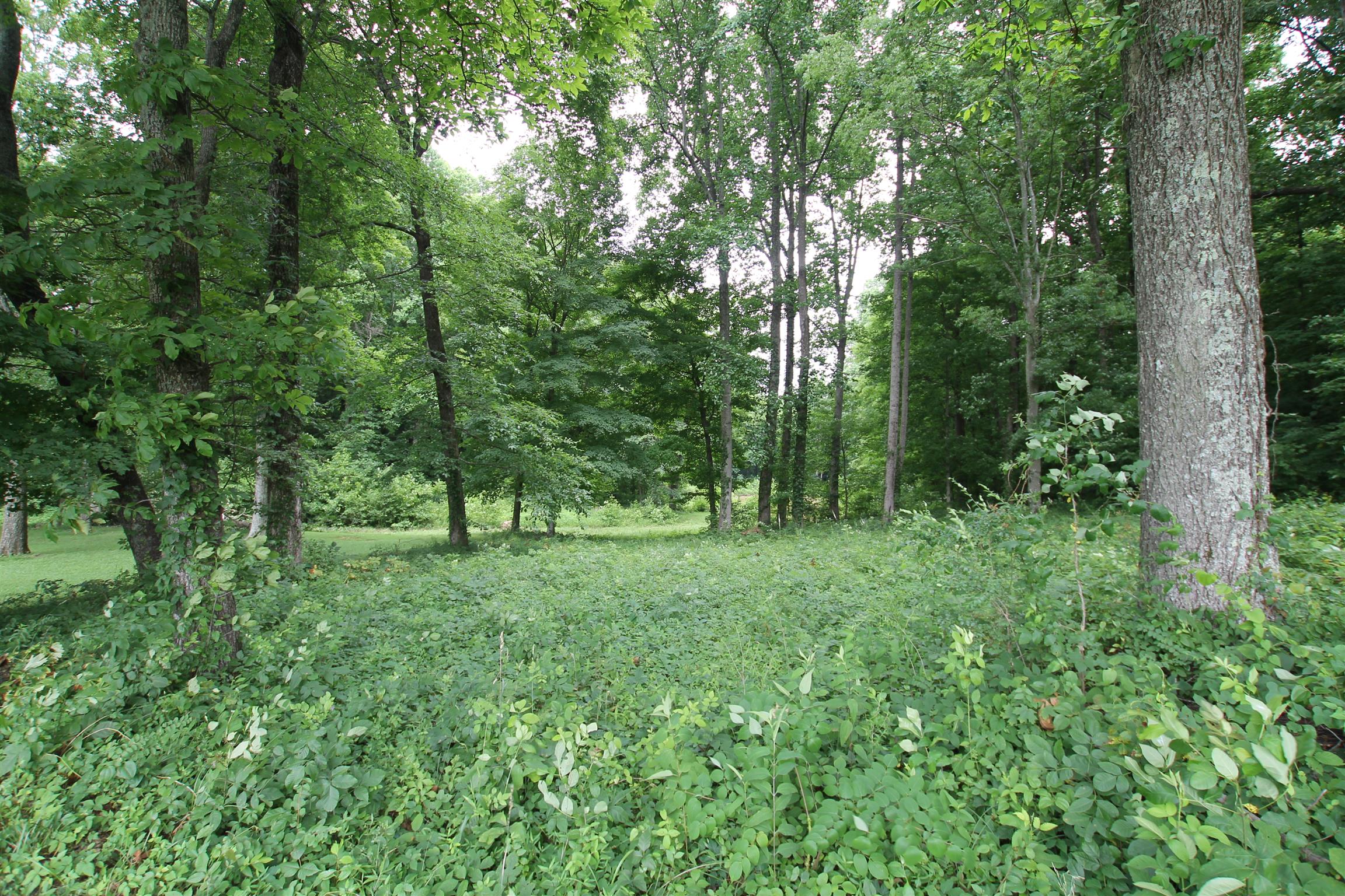 3070 York Road Pleasant View, TN 37146 - Photo 9 of 19 a view of a lush green forest