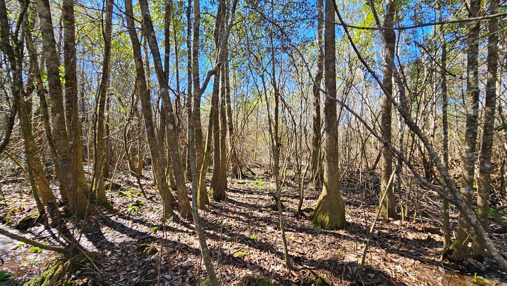 1964 County Line Road Dothan, AL 36305 - Photo 71 of 92