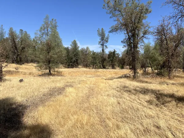a view of large yard with trees