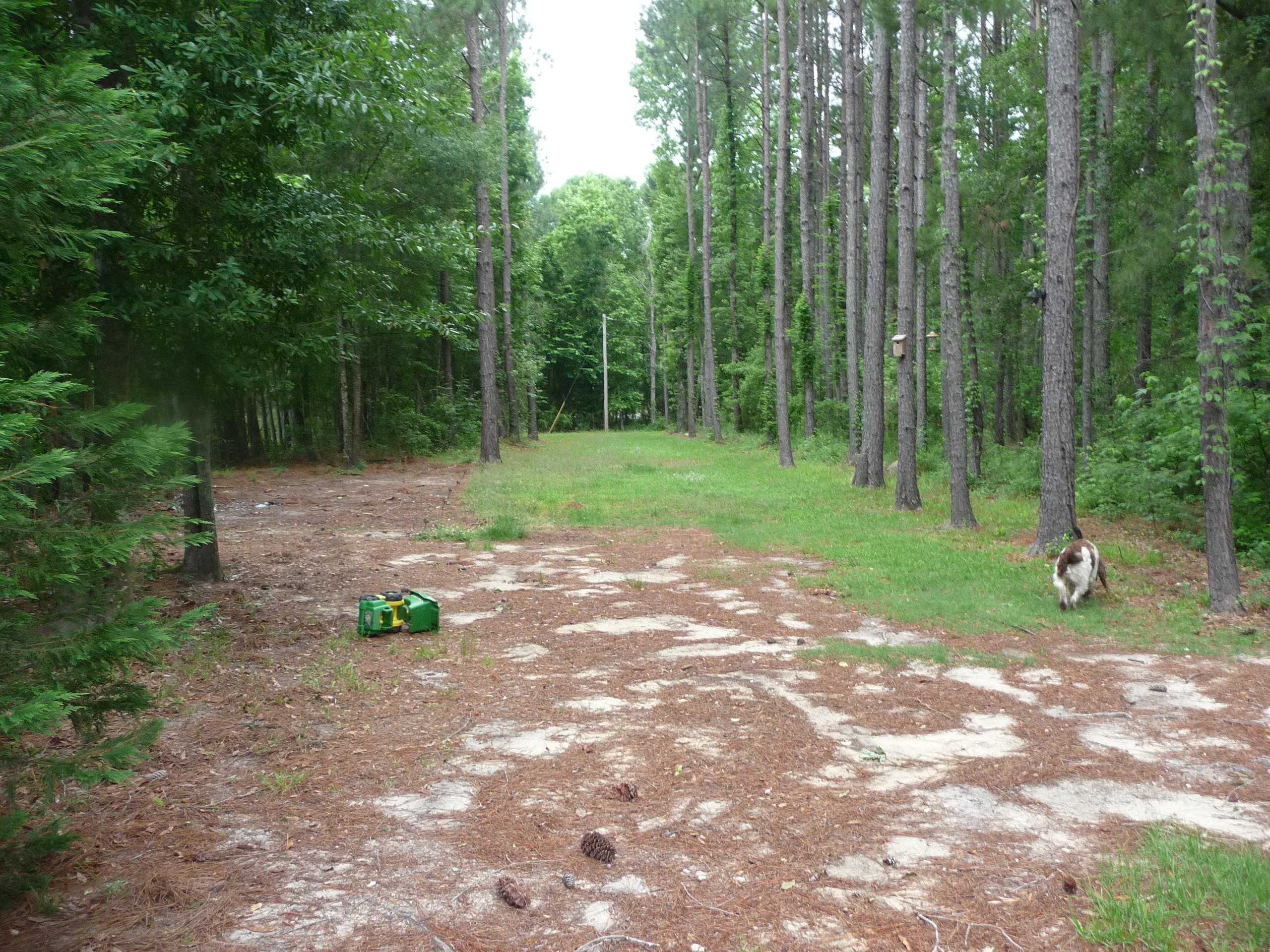 377 Carter Road Ridgeville, SC 29472 - Photo 33 of 38 P1040077