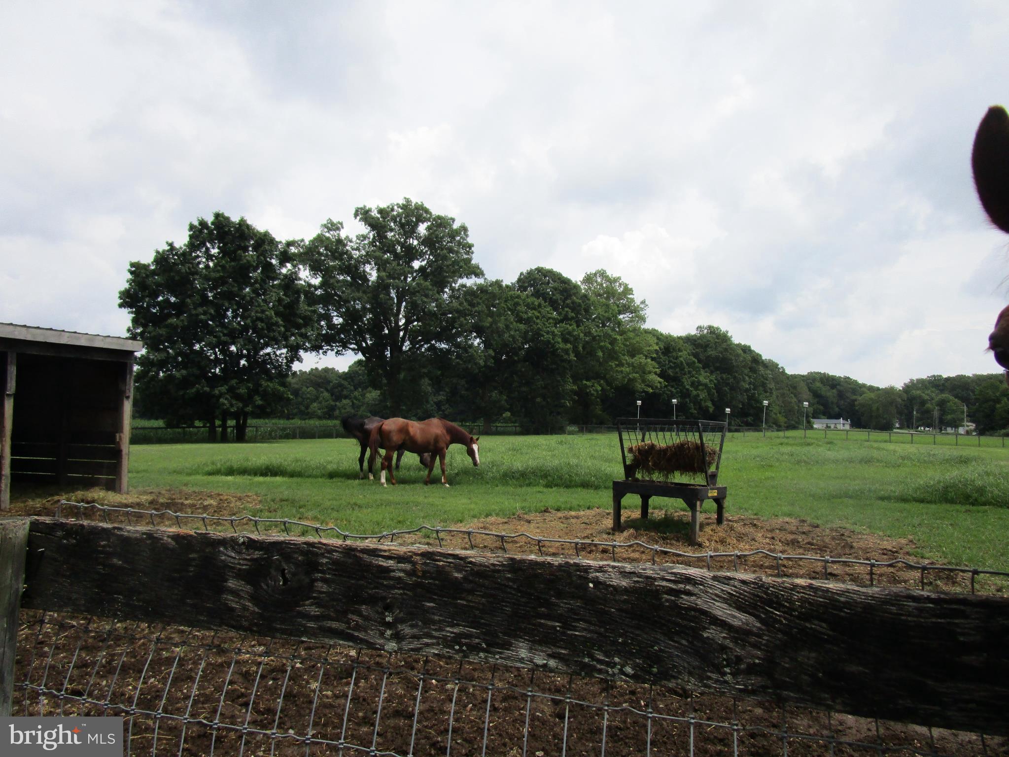 895 Warburton Road Elkton, MD 21921 - Photo 24 of 37 HORSES GRAZING IN PADDOCK