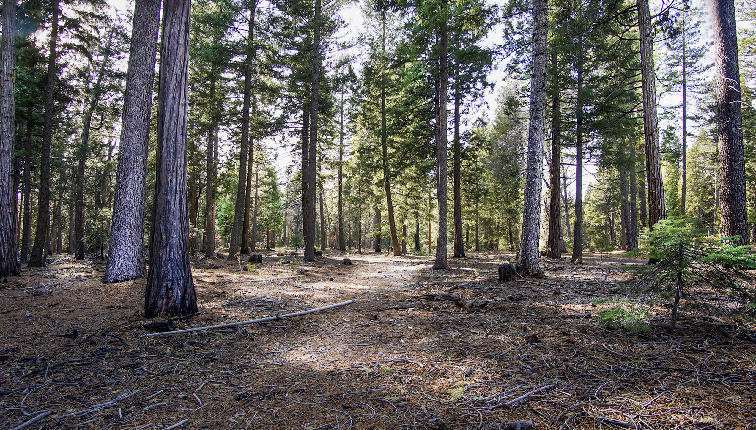 a view of a backyard with trees