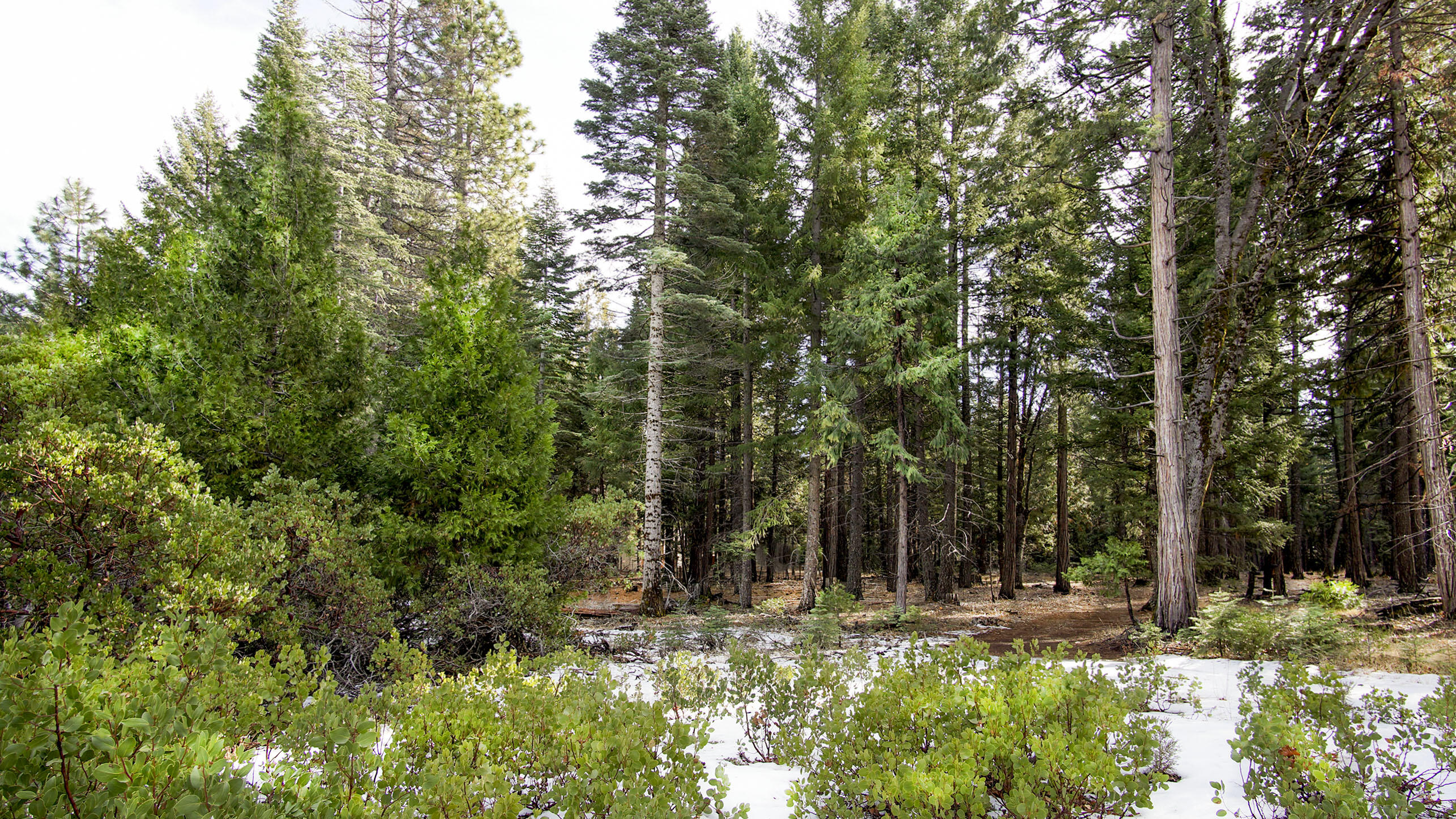4 Ritts Mill Road Shingletown, CA 96088 - Photo 4 of 4 a view of a yard with plants and trees