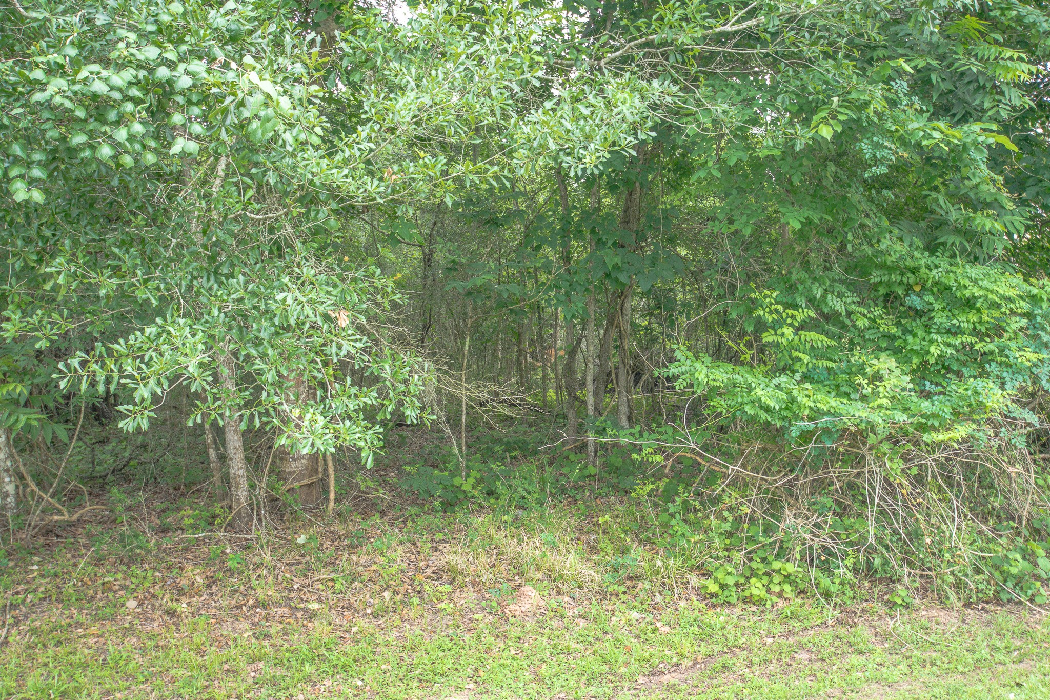 1015 West Point Drive Rosharon, TX 77583 - Photo 4 of 8