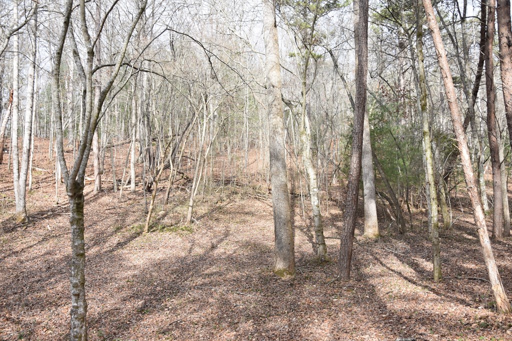 167 Swaims Road Hayesville, NC 28904 - Photo 26 of 69 a view of yard