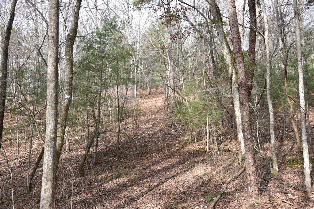 167 Swaims Road Hayesville, NC 28904 - Photo 27 of 69 a view of forest