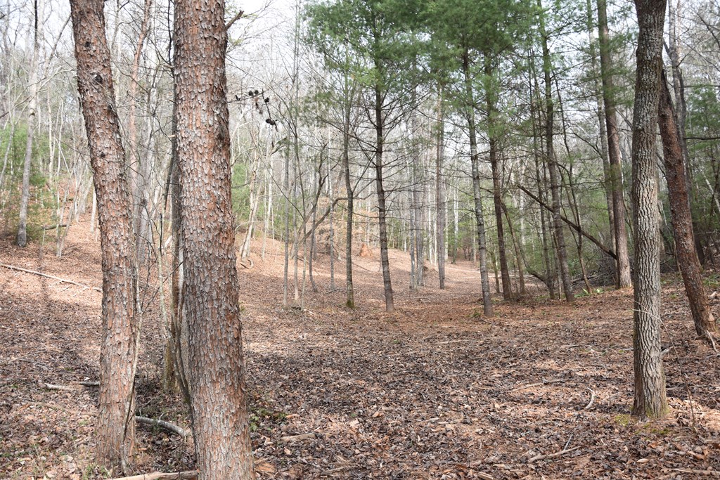 167 Swaims Road Hayesville, NC 28904 - Photo 28 of 69 a view of yard with trees