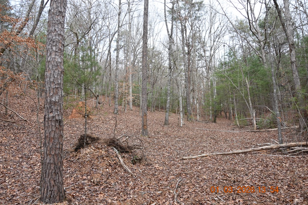 167 Swaims Road Hayesville, NC 28904 - Photo 35 of 69 a view of a forest with trees in the background