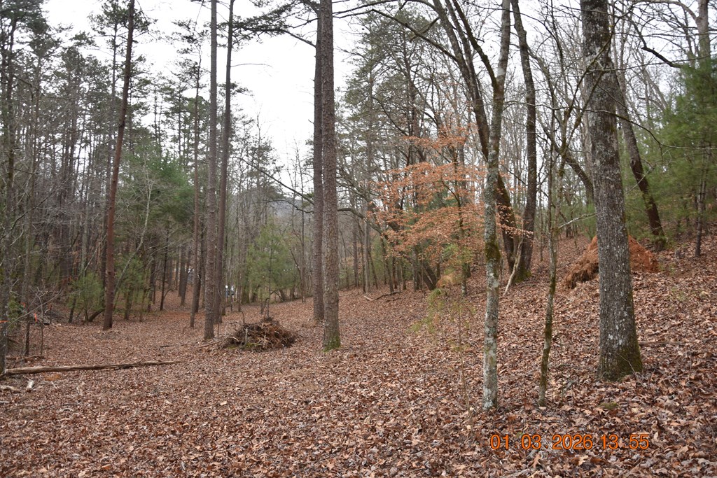 167 Swaims Road Hayesville, NC 28904 - Photo 38 of 69 a view of a forest with trees in the background
